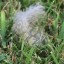 chicken-feather-on-grass