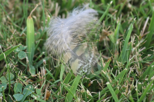 chicken-feather-on-grass