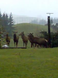 deer-on-kaimais The deer staring at me over the fence
