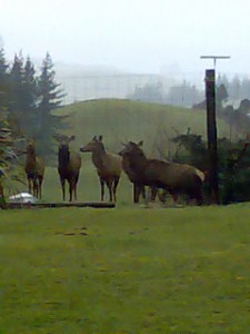 The deer staring at me over the fence