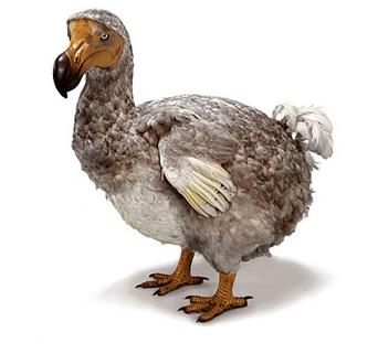 A particularly tasty looking extinct animal - The Dodo