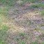 patch-of-dead-grass